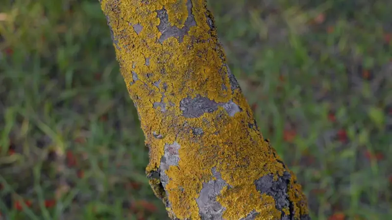 Close-up of a tree branch covered in lichen