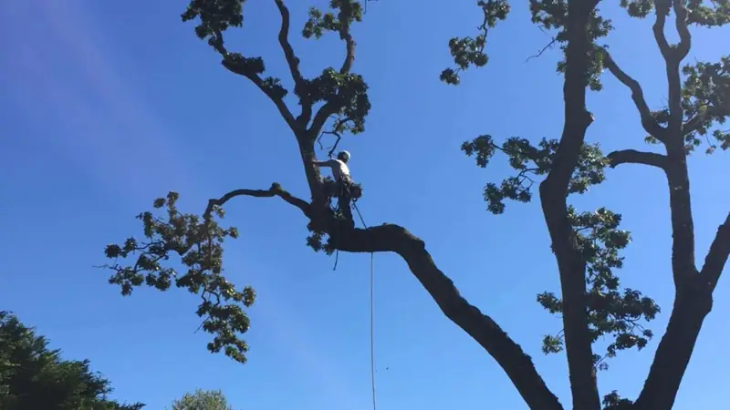 Arborist climbing a tree to prune it