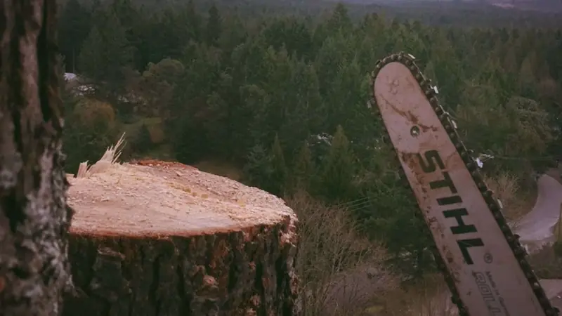 Freshly cut tree stump and chainsaw after a tree removal